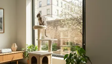 유기묘 고양이 입양, 우리 첫째는 과연 행복할까요?