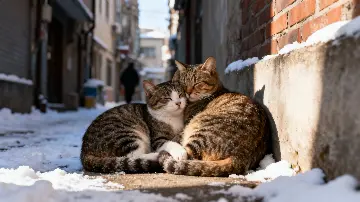 영하의 추위 속 길고양이 생존 전략, 우리가 몰랐던 겨울나기